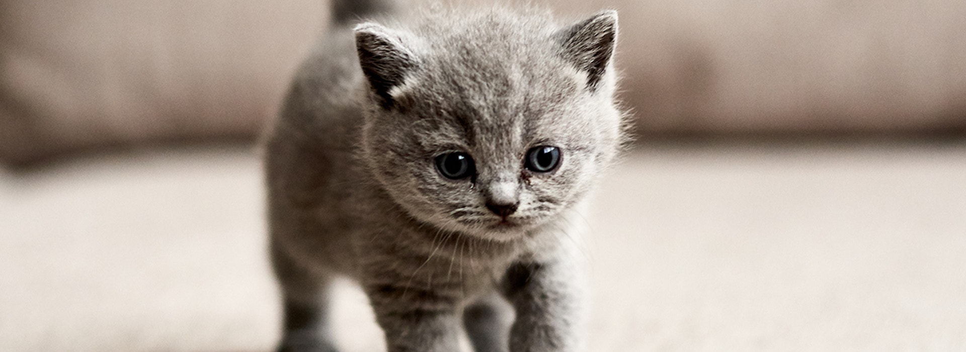 Giving Your Cat The Best Life Starts With The Right Cat Food